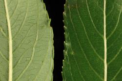 Salix gracilistyla. Lower (left) and upper leaf surfaces and margins.
 Image: D. Glenny © Landcare Research 2020 CC BY 4.0